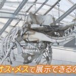 クジラのヨドちゃん『博物館が骨格標本化を希望していた』と判明…なぜ費用かかる「海底沈下」に？　市の担当者『要望は市長には話していない』（2023年1月23日）