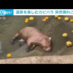 気持ち良すぎて…温泉でカピパラ“寝落ち”　飼育員もビックリ　貴重映像(2023年1月23日)