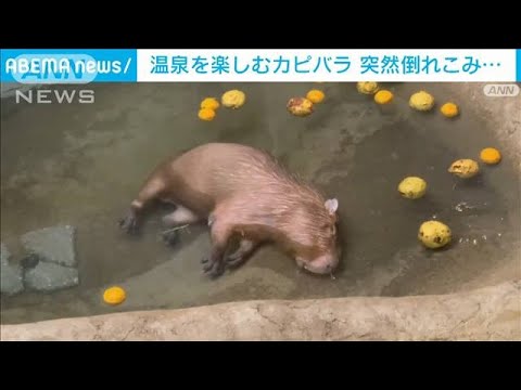 気持ち良すぎて…温泉でカピパラ“寝落ち”　飼育員もビックリ　貴重映像(2023年1月23日)