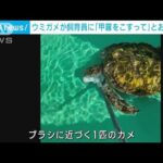 「甲羅をこすって！」アオウミガメが飼育員におねだり(2023年1月25日)