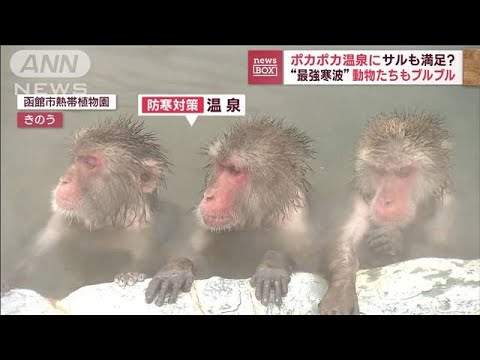 ヒーターにご満悦のライオン　温泉に浸かるサル　最強寒波で動物たちは？(2023年1月25日)