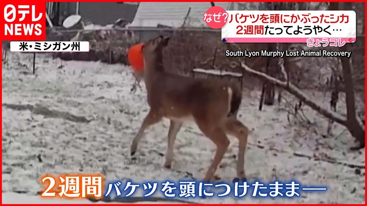 【目撃】”ハロウィーン用バケツ”に口突っ込んだシカ 2週間後にようやく…アメリカ