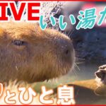 【抱きしめたい！動物ライブ】冬の風物詩「カピバラの露天風呂」始まる /三つ子の赤ちゃんチーター　顔の特徴も既にクッキリ/トイプードルの仲良し兄妹　動物ニュースまとめ（日テレNEWS LIVE）