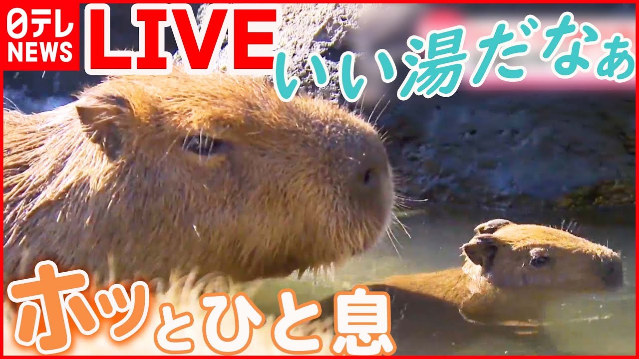 【抱きしめたい！動物ライブ】冬の風物詩「カピバラの露天風呂」始まる /三つ子の赤ちゃんチーター　顔の特徴も既にクッキリ/トイプードルの仲良し兄妹　動物ニュースまとめ（日テレNEWS LIVE）