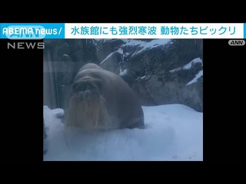 水族館にも強烈寒波　カワウソもセイウチも“びっくり”(2023年1月26日)