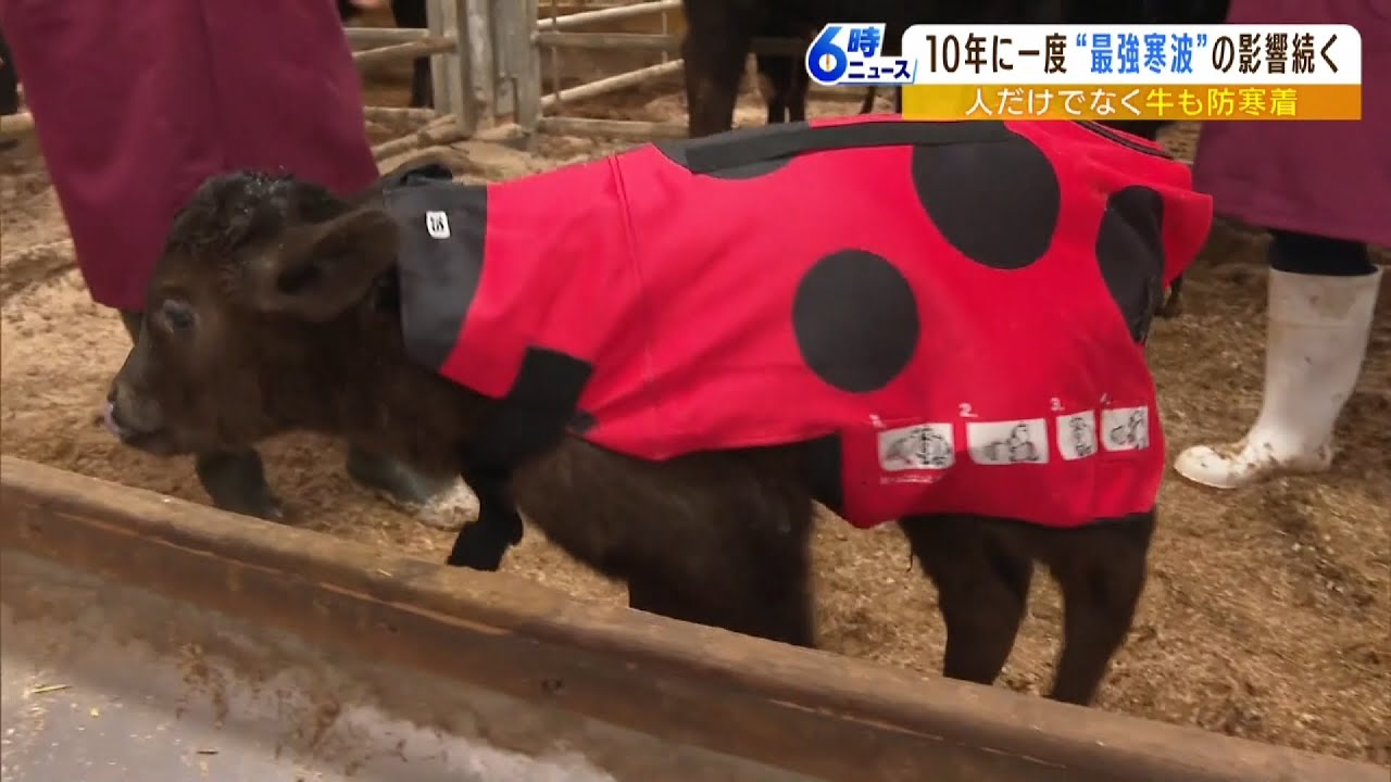 『子牛にも防寒着』最強寒波の中でも暖かく「体力を奪われて風邪をひいたりするので」（2023年1月26日）