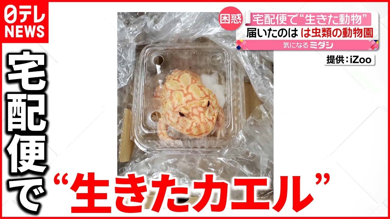 【困惑】動物園の園長「本当にやめてほしい」 実在する店舗を名乗り送付か