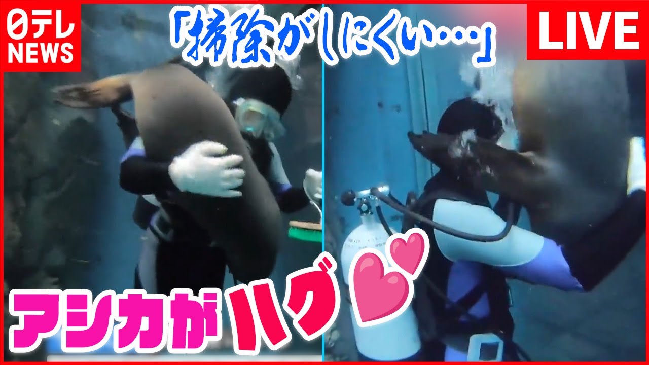 【バズニュース ライブ】ムギュッ! 甘えん坊すぎる「アシカ」飼育員にベッタリ/「ダレカキテ・・・」来館者ゼロ 雪国の水族館の悲痛なつぶやき など――(日テレNEWS LIVE)