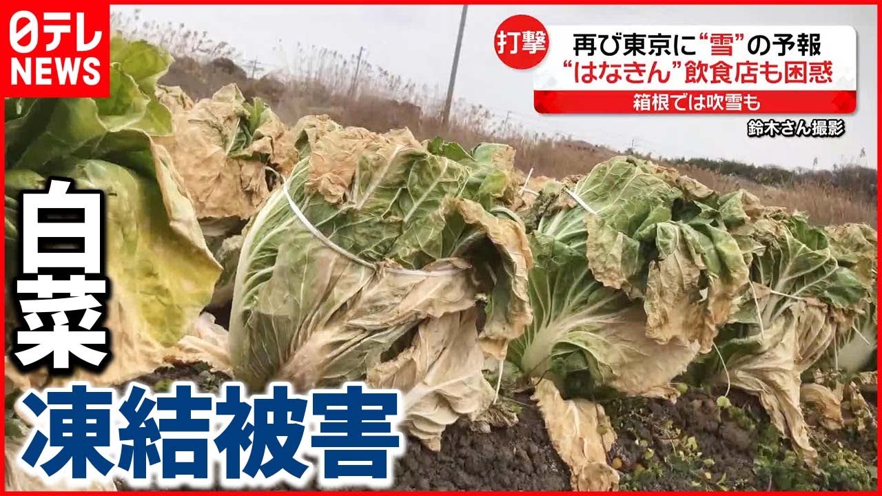【打撃】“最強寒波”で厳しい寒さ続く…農作物にも被害