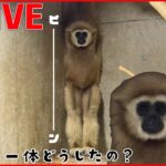 【どうぶつまとめ】「硬直したテナガザル？」「水槽に“エビの寿司”？」　話題の動物…担当者に聞く! /クルンクルンッ…華麗なでんぐり返し7連続！ など 　 (日テレNEWS LIVE)