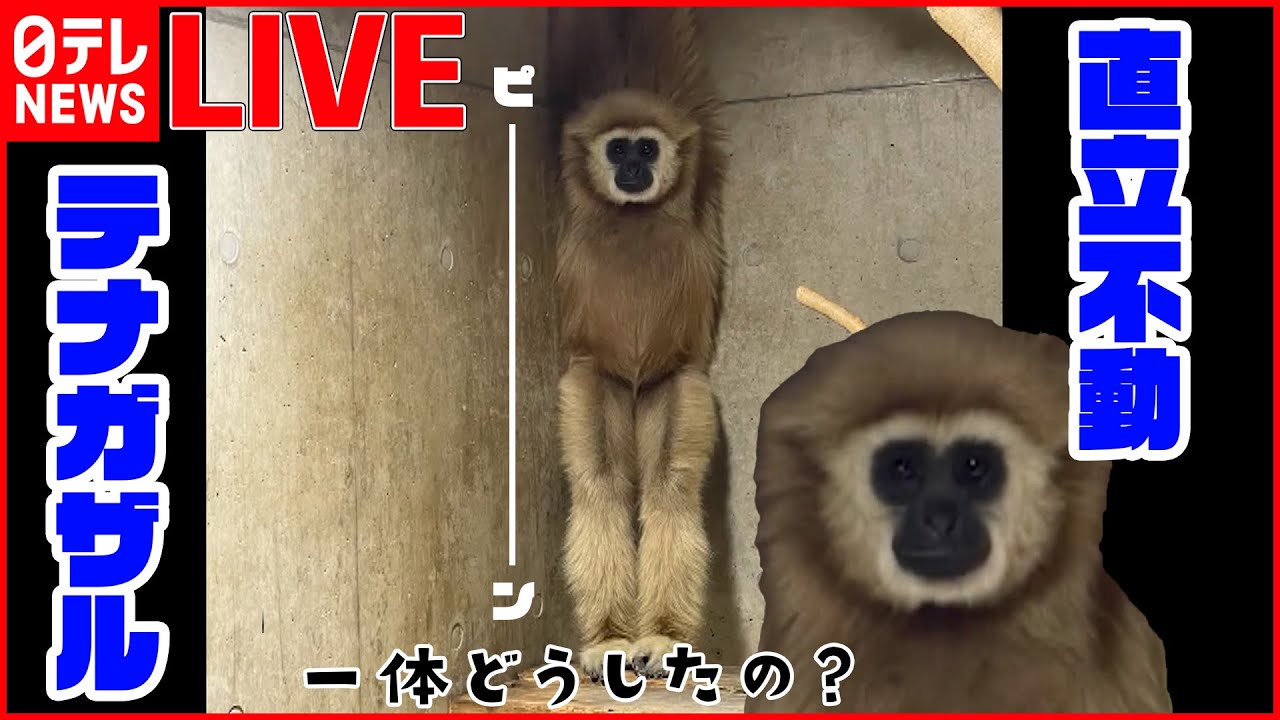 【どうぶつまとめ】「硬直したテナガザル?」「水槽に“エビの寿司”?」 話題の動物…担当者に聞く! /クルンクルンッ…華麗なでんぐり返し7連続! など (日テレNEWS LIVE)