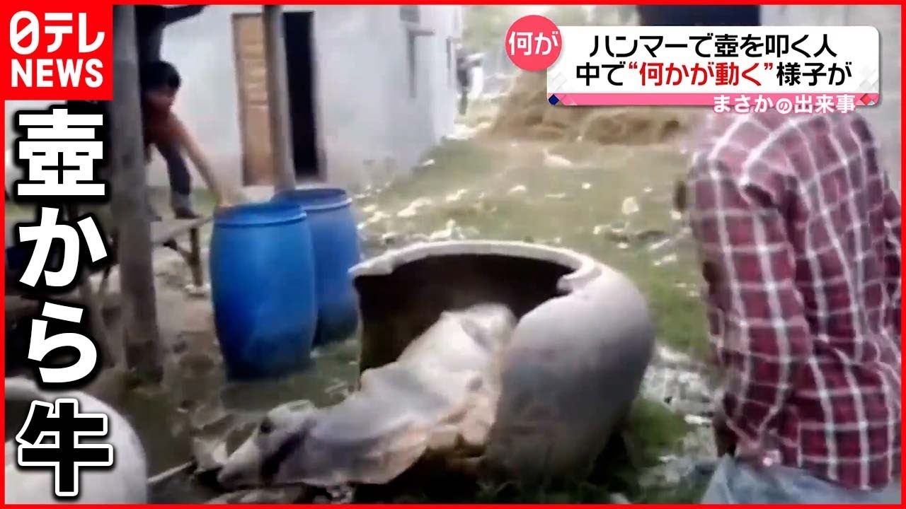 【まさか】ハンマーで“壺”を叩く少年 割っていくと牛が…