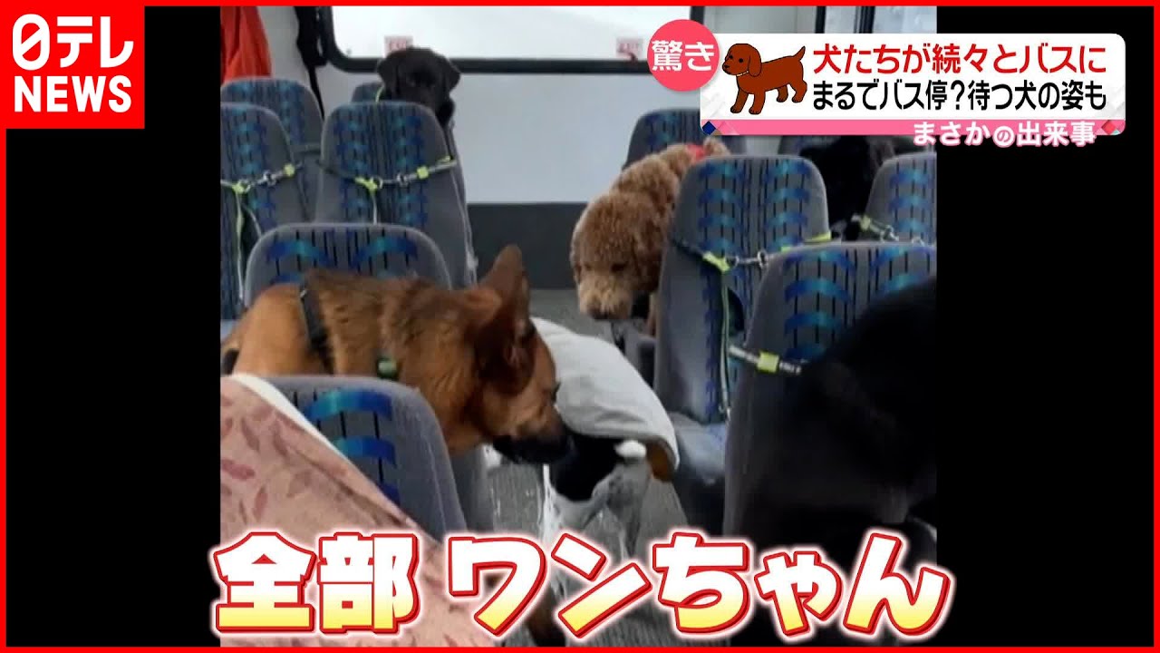 【驚き】犬たちが続々とバスに…まるでバス停？ アメリカ