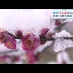 北野天満宮　梅苑『花の庭』の公開始まる　白い雪をまとう「梅の花」　京都・上京区（2023年1月28日）