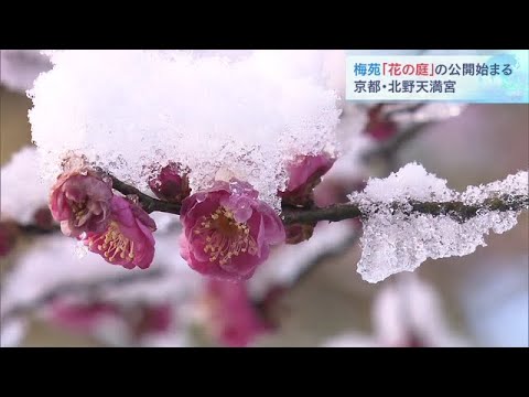 北野天満宮　梅苑『花の庭』の公開始まる　白い雪をまとう「梅の花」　京都・上京区（2023年1月28日）
