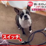 【投稿動画】コタツのスイッチ入れて… 飼い主に訴え『every.特集』