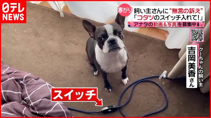 【投稿動画】コタツのスイッチ入れて… 飼い主に訴え『every.特集』