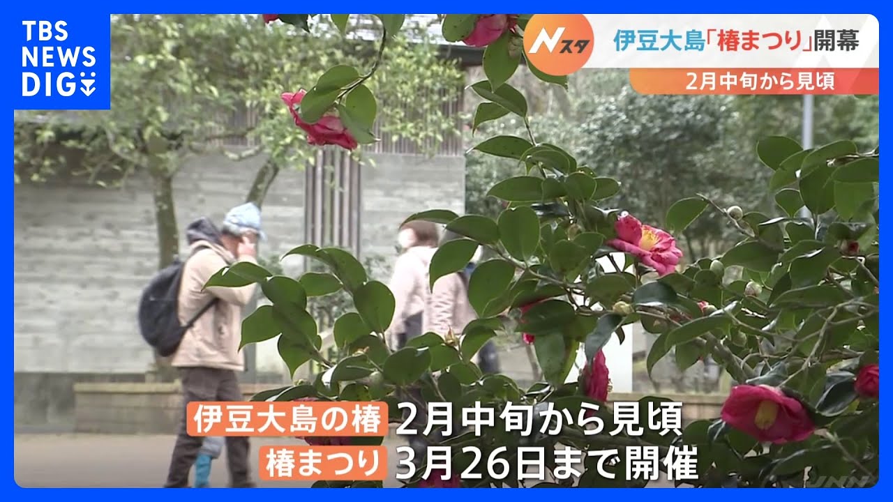 伊豆大島「椿まつり」開幕、郷土芸能「御神火太鼓」が披露される 大島の椿、2月中旬~見ごろを迎える|TBS NEWS DIG