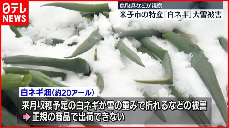 【雪の影響】鳥取・米子市の特産「白ネギ」が大雪の被害　県などが視察