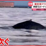 【東京湾に「ザトウクジラ」】なぜ目撃相次ぐ？ 専門家「ますます増える可能性」