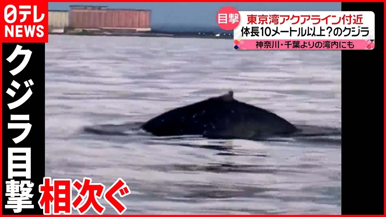 【東京湾に「ザトウクジラ」】なぜ目撃相次ぐ? 専門家「ますます増える可能性」