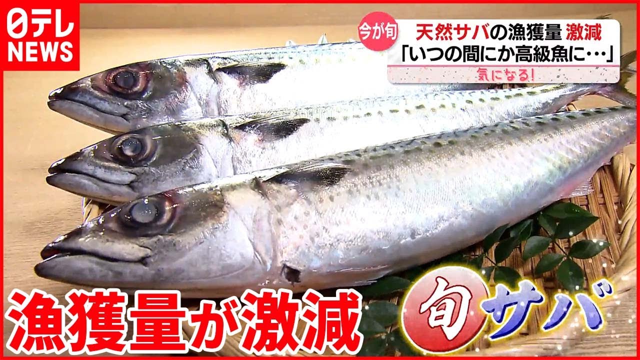 【天然サバがピンチ】「いつの間にか高級魚に」漁獲量が激減 “陸上養殖”拡大へ