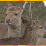 奈良公園のシカに他で確認されていない独自の遺伝子型　福島大学などが発表