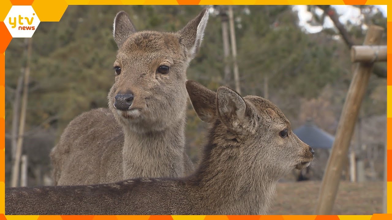 奈良公園のシカに他で確認されていない独自の遺伝子型　福島大学などが発表