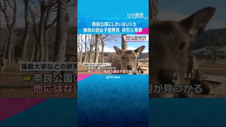 奈良公園のシカに他で確認されていない独自の遺伝子型　福島大学などが発表#shorts #読売テレビニュース