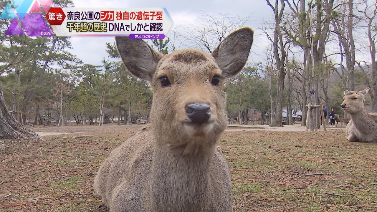奈良公園のシカに独自の遺伝子型　千年以上、他のシカと交流がないことが判明　“神のシカ”宮司も驚き