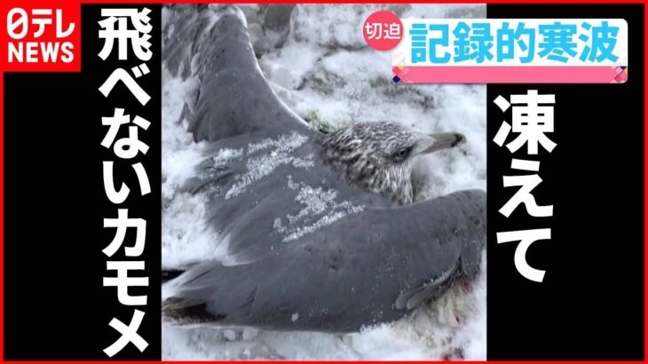 【動物ライブ】記録的寒波で凍りついたカモメ　羽にも雪が積もり…/トラック横転　“ブタ130頭”取り残され… など（日テレNEWSLIVE）