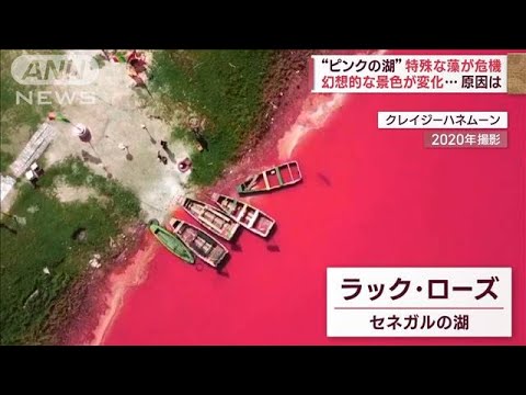【異常気象か】ハワイのビーチが無残な姿、セネガル“名所の湖”ピンクから緑色に(2023年1月31日)