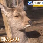 “神の使い”奈良公園のシカは『独自の遺伝子型』　「1000年以上」人間の保護を受ける（2023年1月31日）