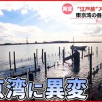 【東京湾に異変？】“江戸前”アサリが激減 干潟でカキを養殖…新たな名物に
