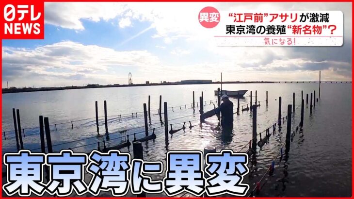【東京湾に異変？】“江戸前”アサリが激減 干潟でカキを養殖…新たな名物に