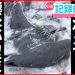 【動物ライブ】記録的寒波で凍りついたカモメ　羽にも雪が積もり…/トラック横転　“ブタ130頭”取り残され… など（日テレNEWSLIVE）