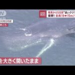 死んだクジラに潜む“爆発の危険性”　発見から5日目「迷いクジラ」死ぬ(2023年1月13日)