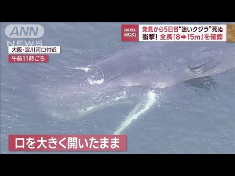 死んだクジラに潜む“爆発の危険性”　発見から5日目「迷いクジラ」死ぬ(2023年1月13日)