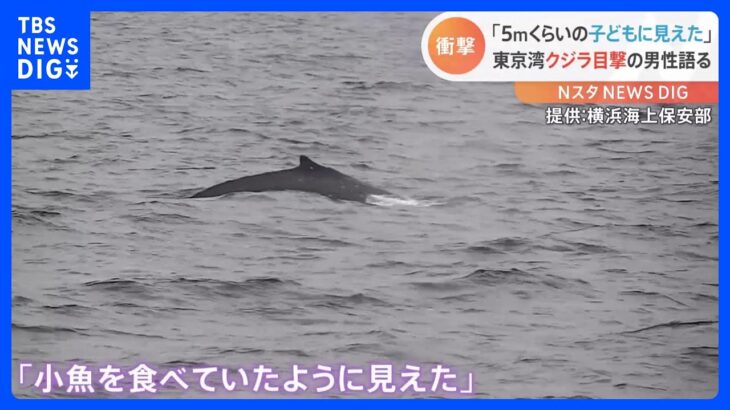 「5メートルくらいの子どもに見えた」東京湾でクジラを目撃した男性語る｜TBS NEWS DIG