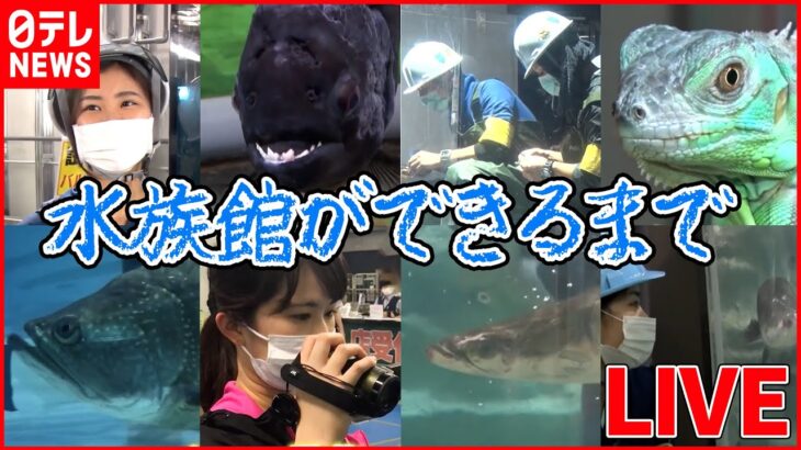 【水族館の舞台裏ライブ】世界中の美しい水辺6つを再現/ 新水族館オープンまでの秘話/新人飼育員の仕事 など（日テレNEWS LIVE）