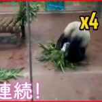 【“カンフーパンダ”話題】華麗なでんぐり返し7連続！ 中国