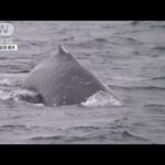 東京湾のクジラ「潮吹いてた」体長7メートル以上か(2023年1月19日)