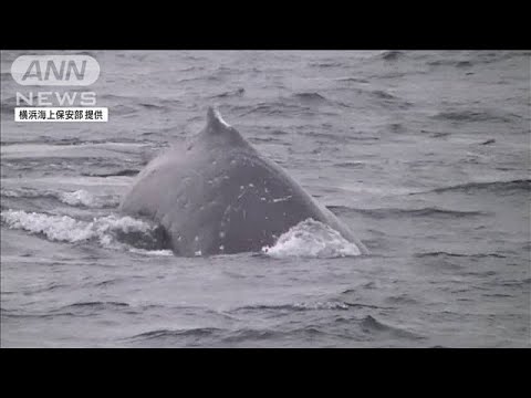 東京湾のクジラ「潮吹いてた」体長7メートル以上か(2023年1月19日)