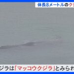 大阪・淀川の河口付近に突然クジラ　体長8mほど　大阪湾から迷い込んだか　監視続く｜TBS NEWS DIG
