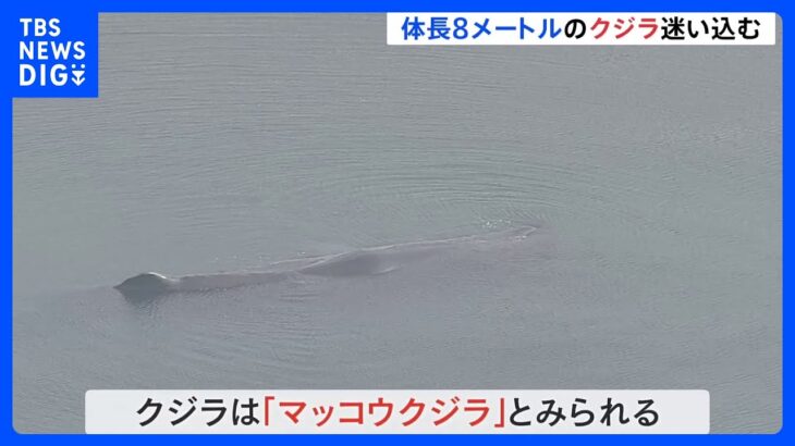 大阪・淀川の河口付近に突然クジラ　体長8mほど　大阪湾から迷い込んだか　監視続く｜TBS NEWS DIG