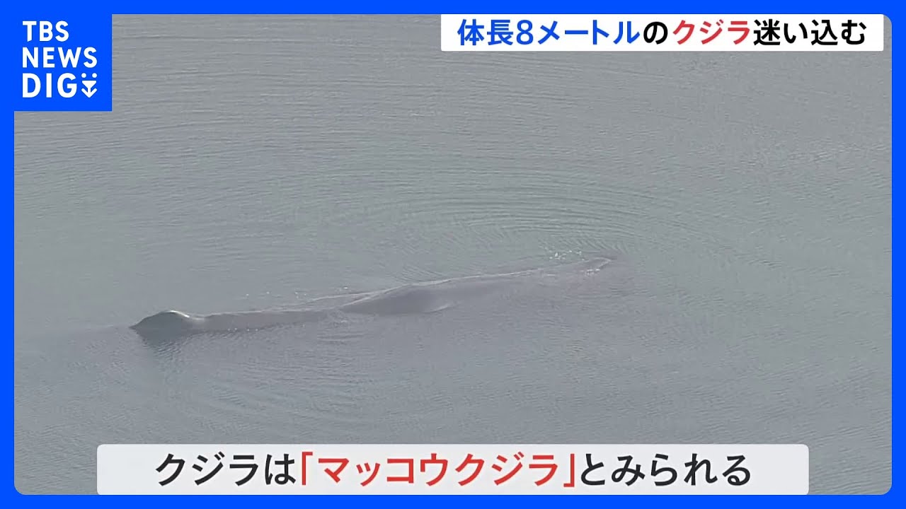 大阪・淀川の河口付近に突然クジラ　体長8mほど　大阪湾から迷い込んだか　監視続く｜TBS&nbsp;NEWS&nbsp;DIG