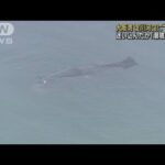 大阪湾に8mのクジラ迷い込む　“潮を吹く姿”捉える(2023年1月9日)