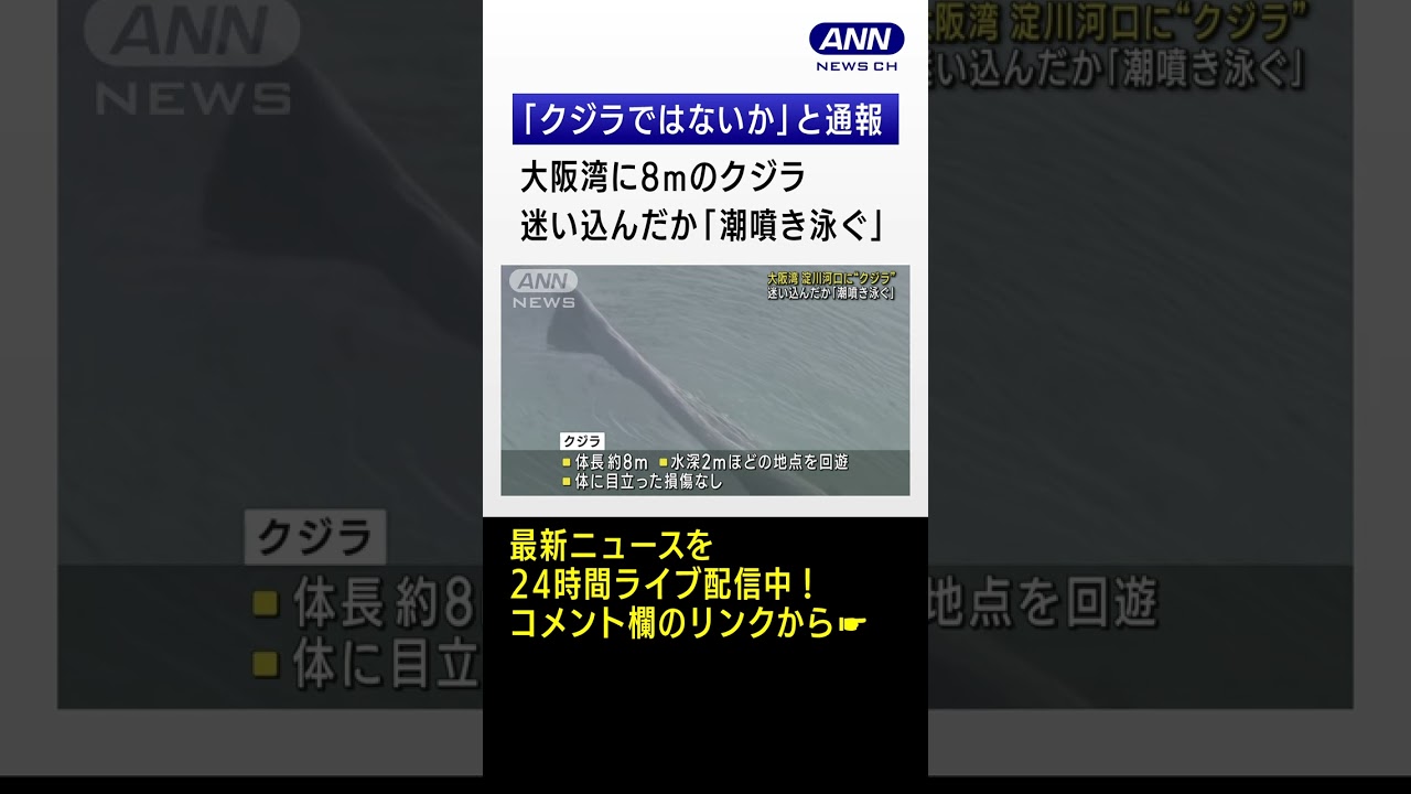 大阪湾に8mのクジラ迷い込む “潮を吹く姿”捉える #shorts