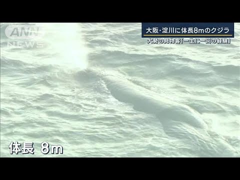 体調が原因か…大阪・淀川に体長8mのクジラ　大勢の見物客「一生に一回の経験」(2023年1月9日)