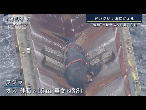 淀川で9日発見　13日死ぬ…大阪湾の“迷いクジラ”海にかえる(2023年1月19日)